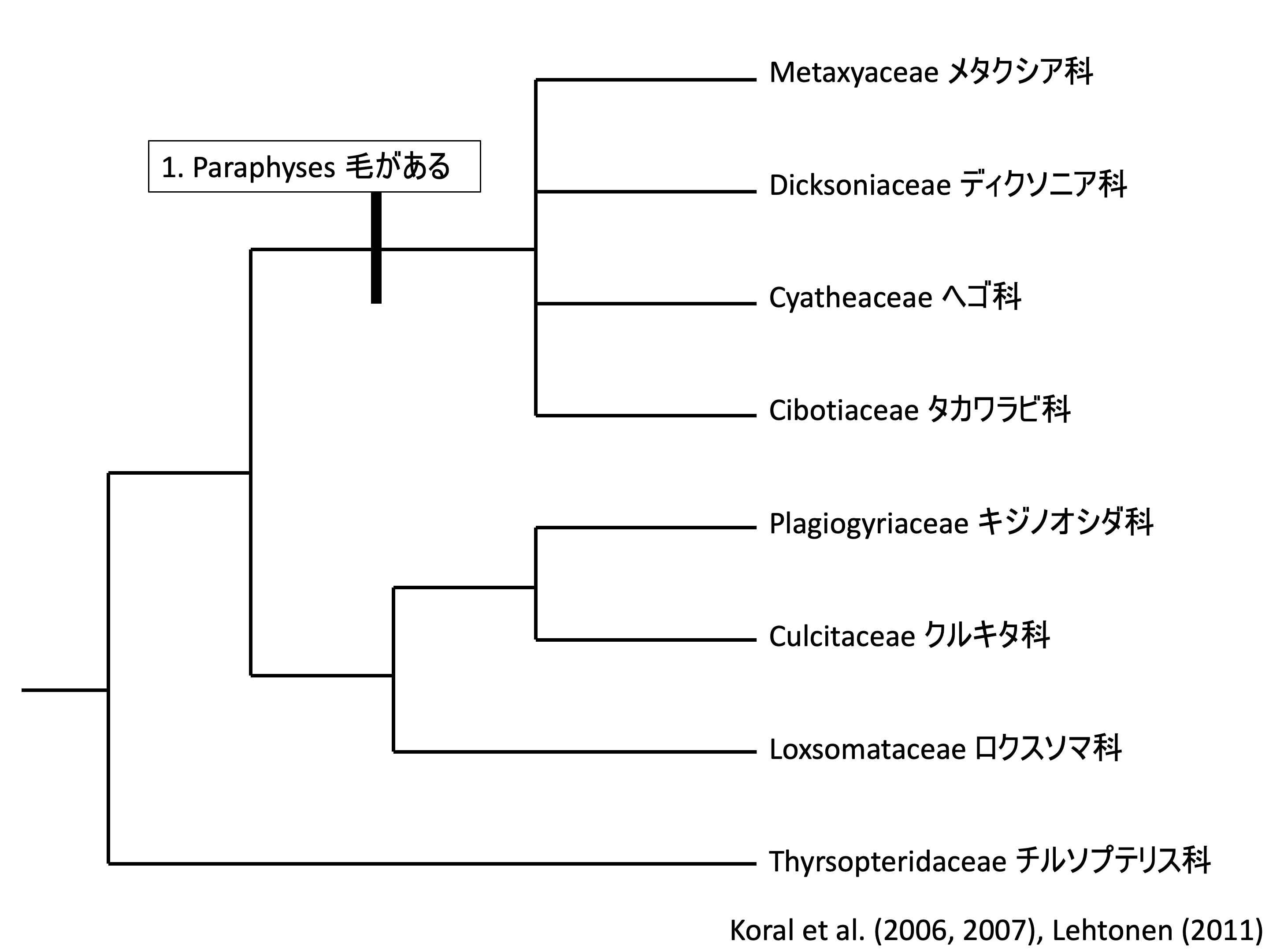 ヘゴ目の系統樹