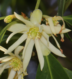 Illicium anisatum 