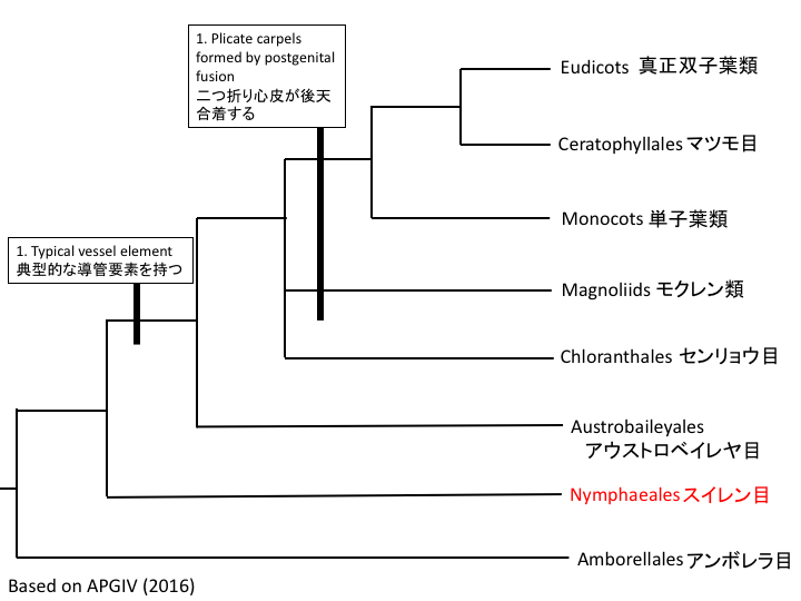 被子植物の系統樹