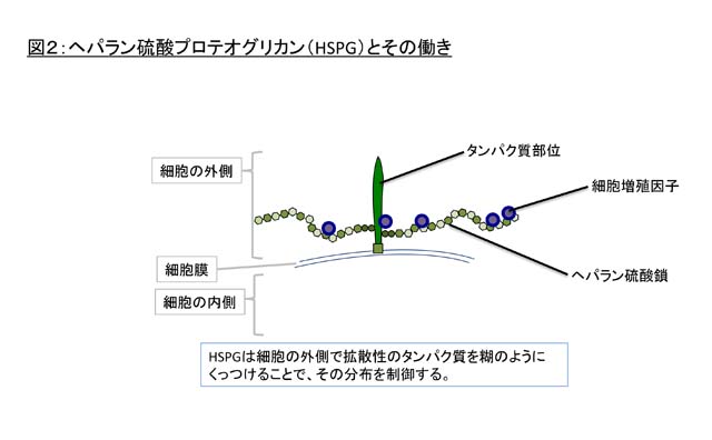 News Release 小林 2