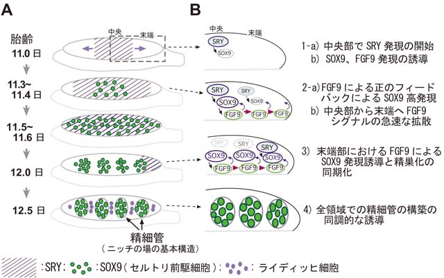 NEwsrelease_Kanai_fig