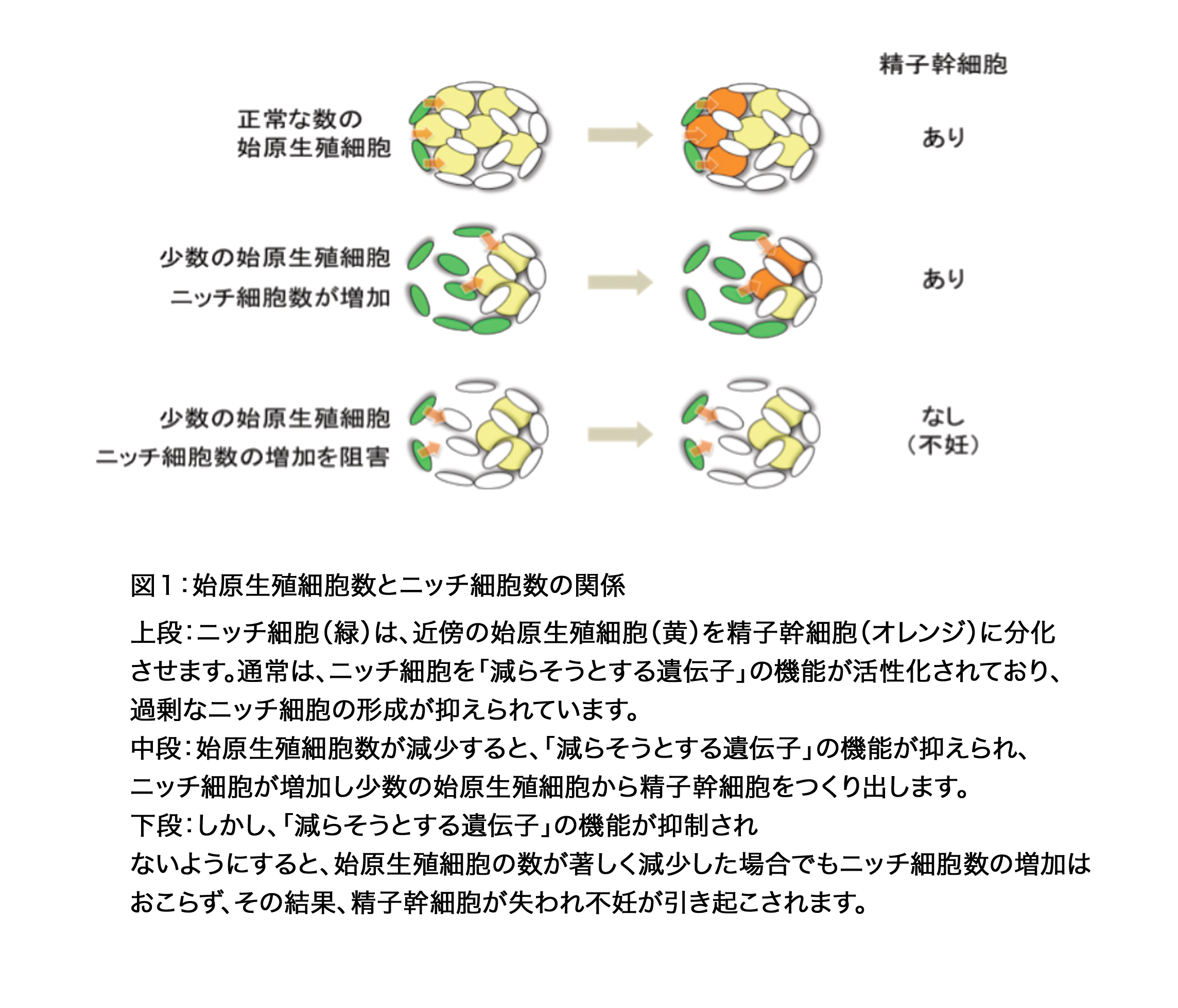 News Release 小林 1