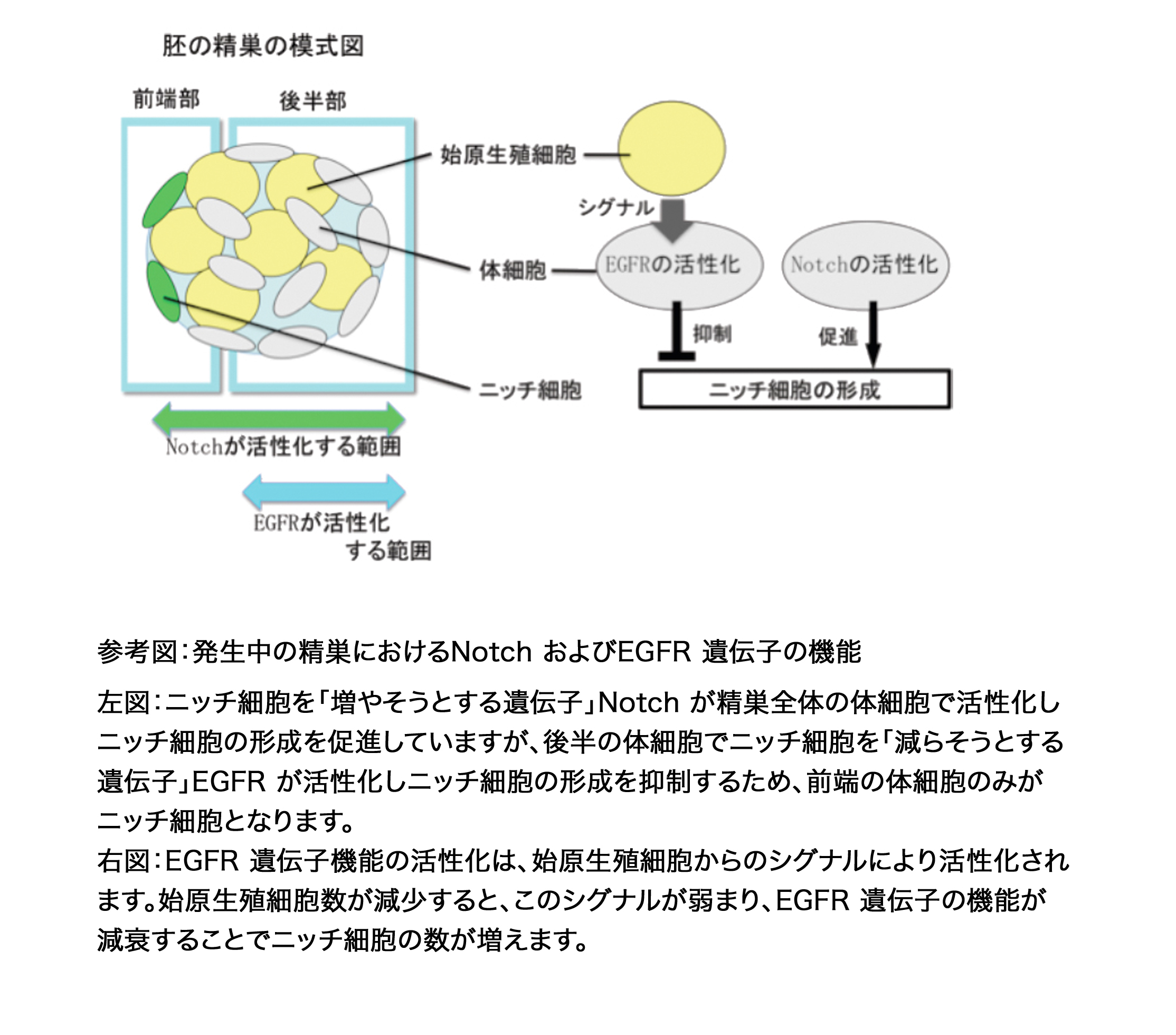 News Release 小林 参考