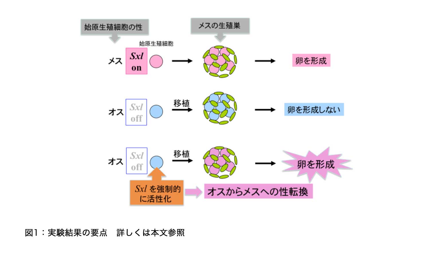 News Release 小林、橋山 1