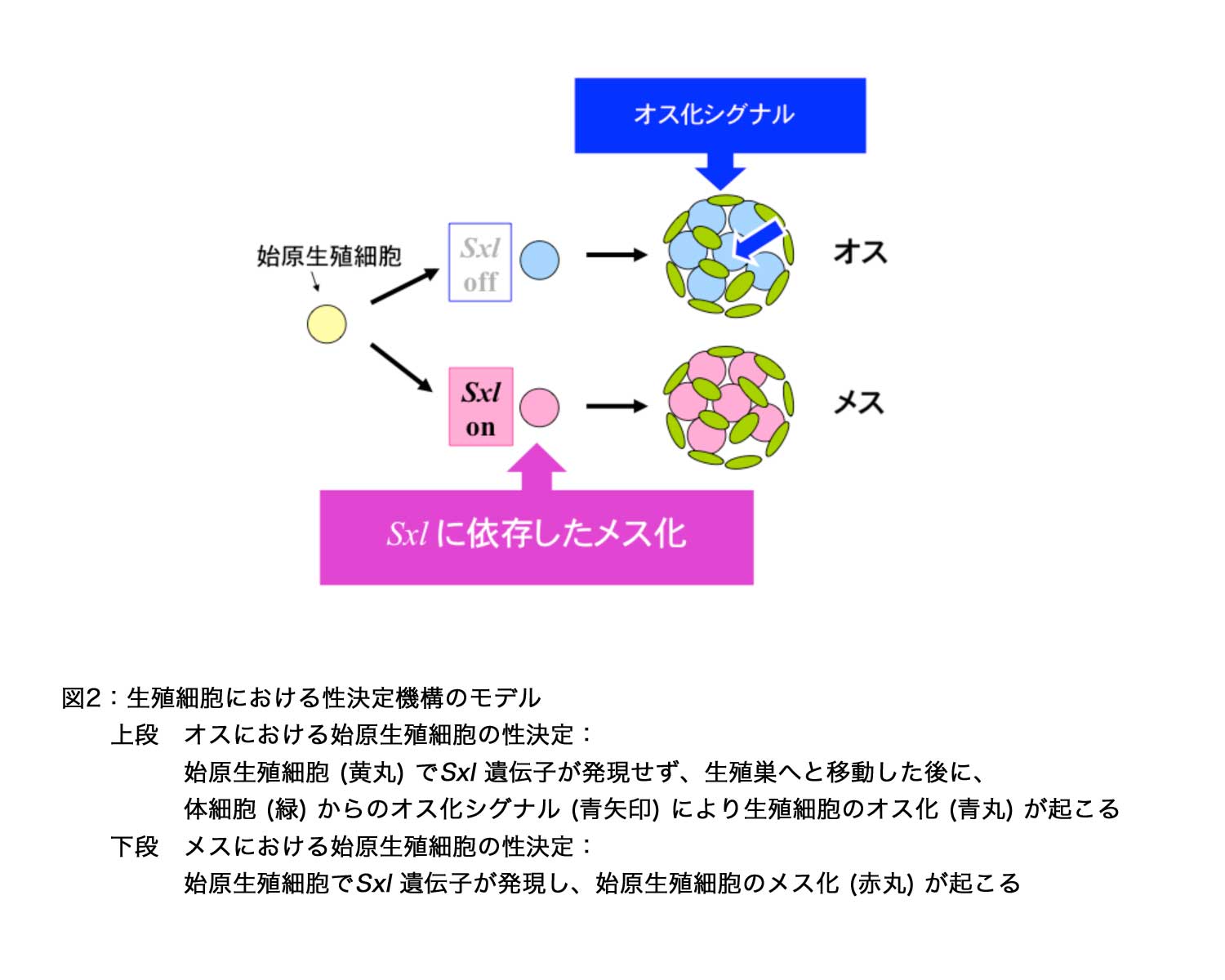 News Release 小林、橋山 2