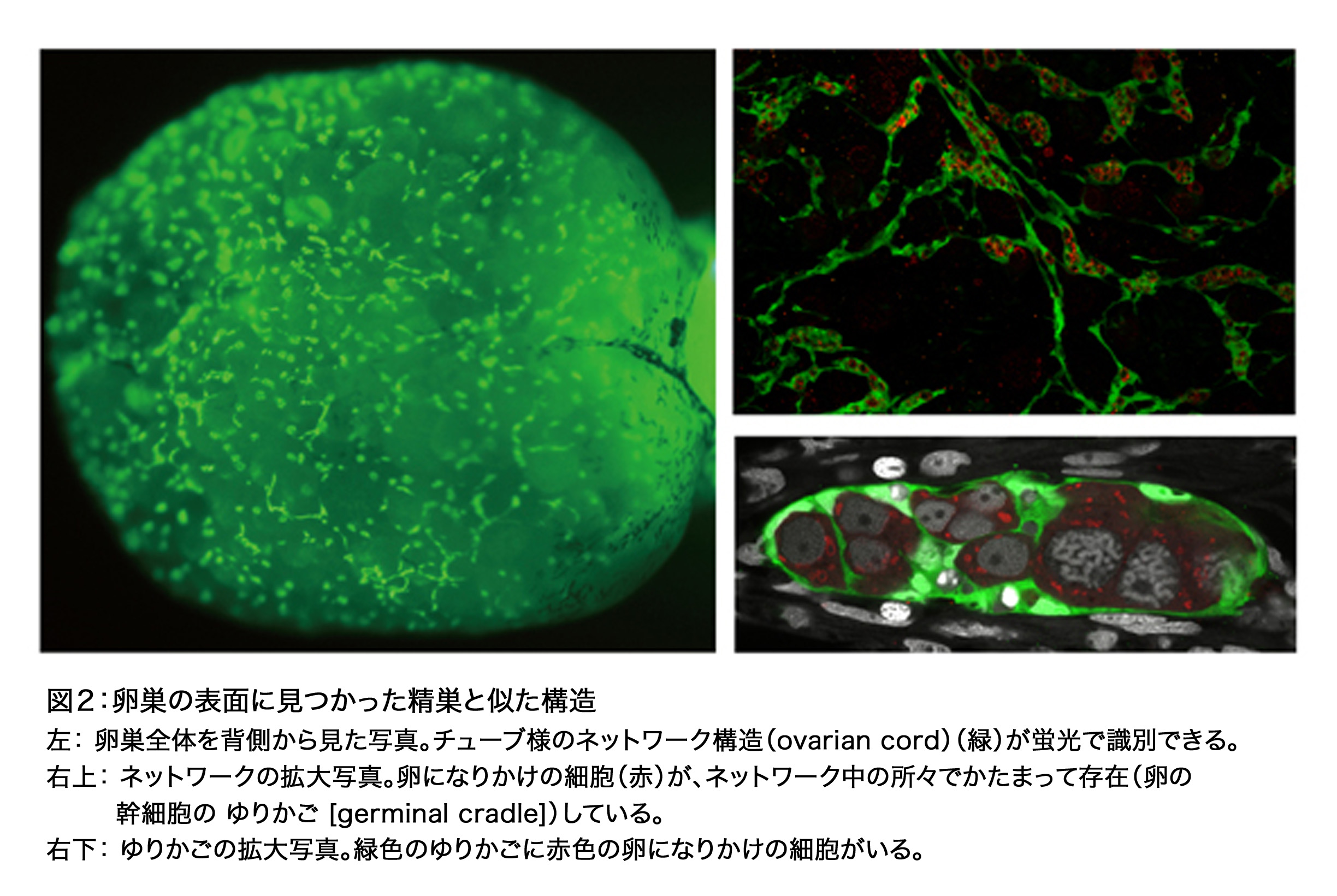 News Release 中村 2