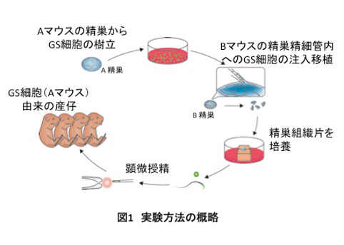 News Release 小川 Nature Communications