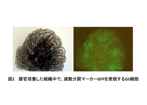 News Release 小川 Nature Communications