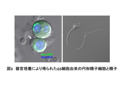 News Release 小川 Nature Communications