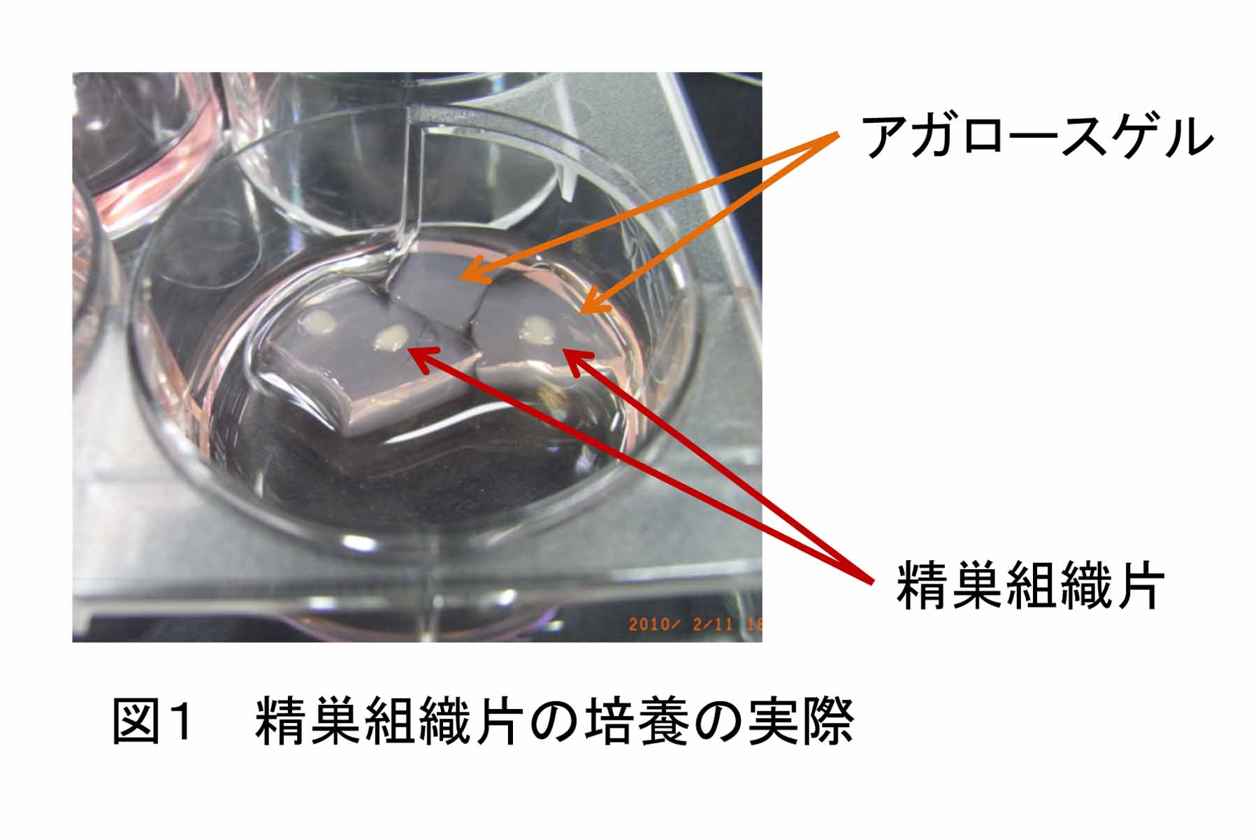 News Release 小川 Nature