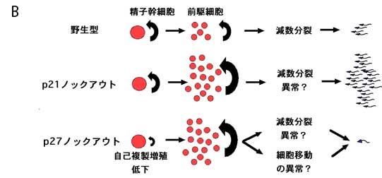 News Release 篠原 figB