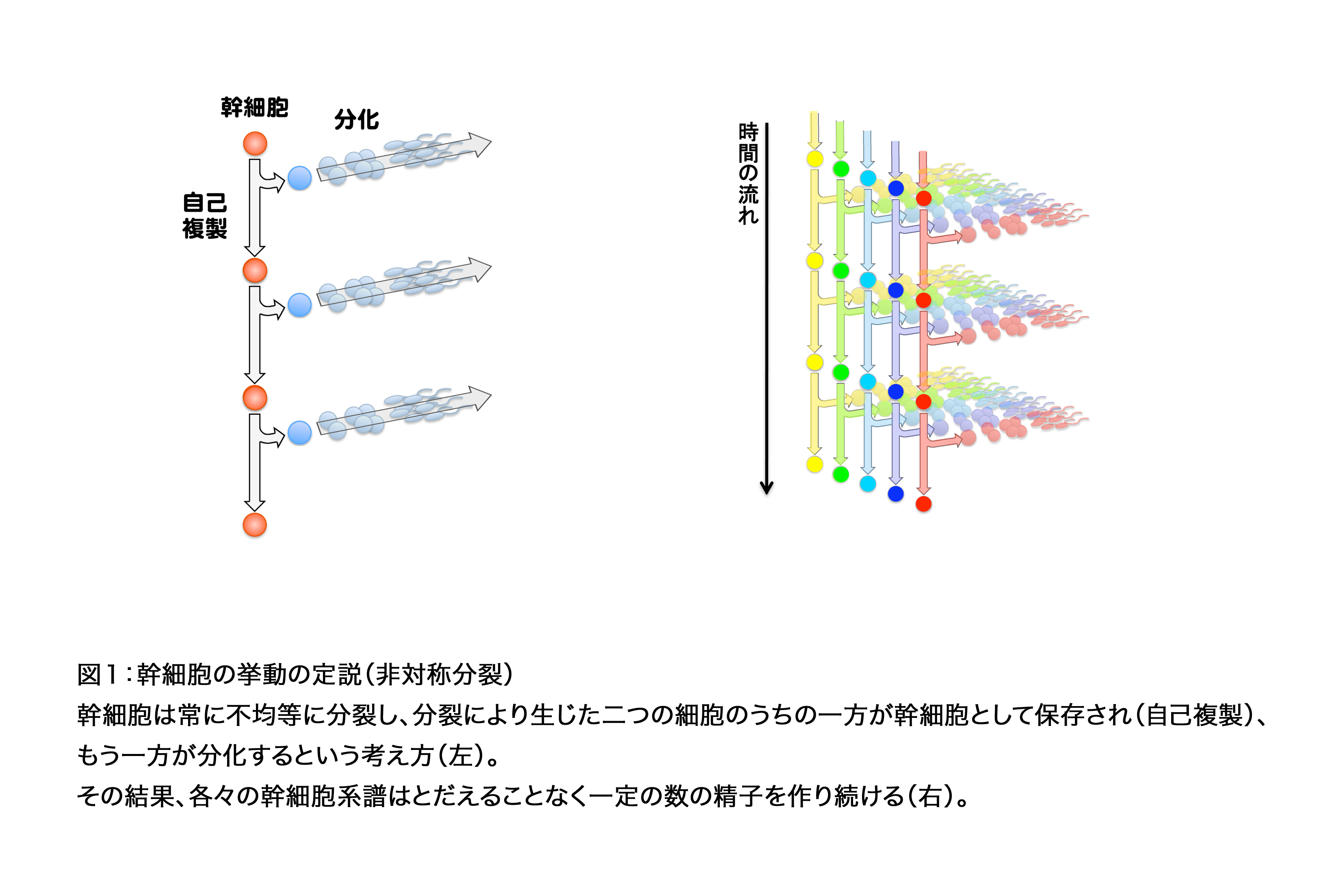 News Release 吉田 CSC1