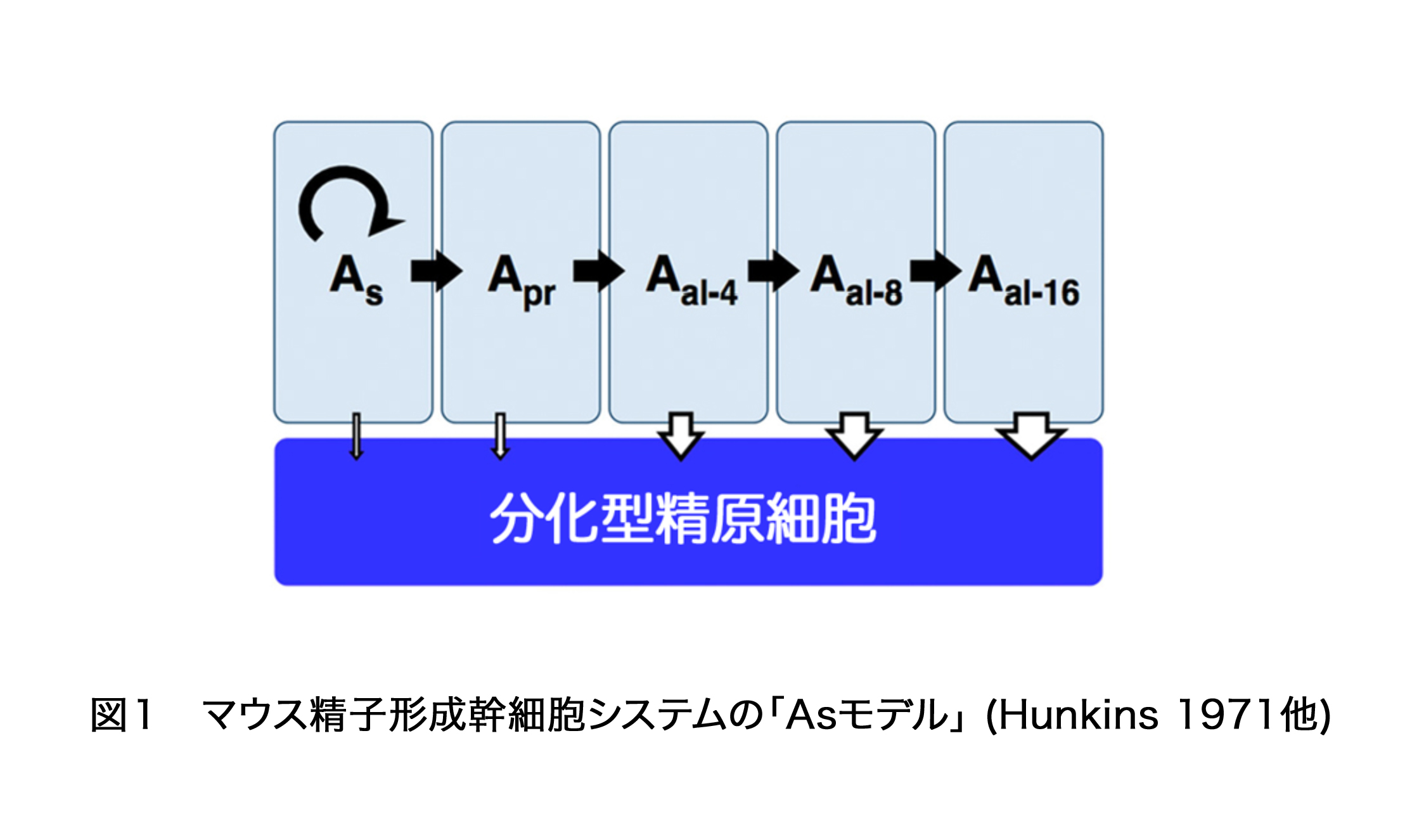 News Release 吉田 Science