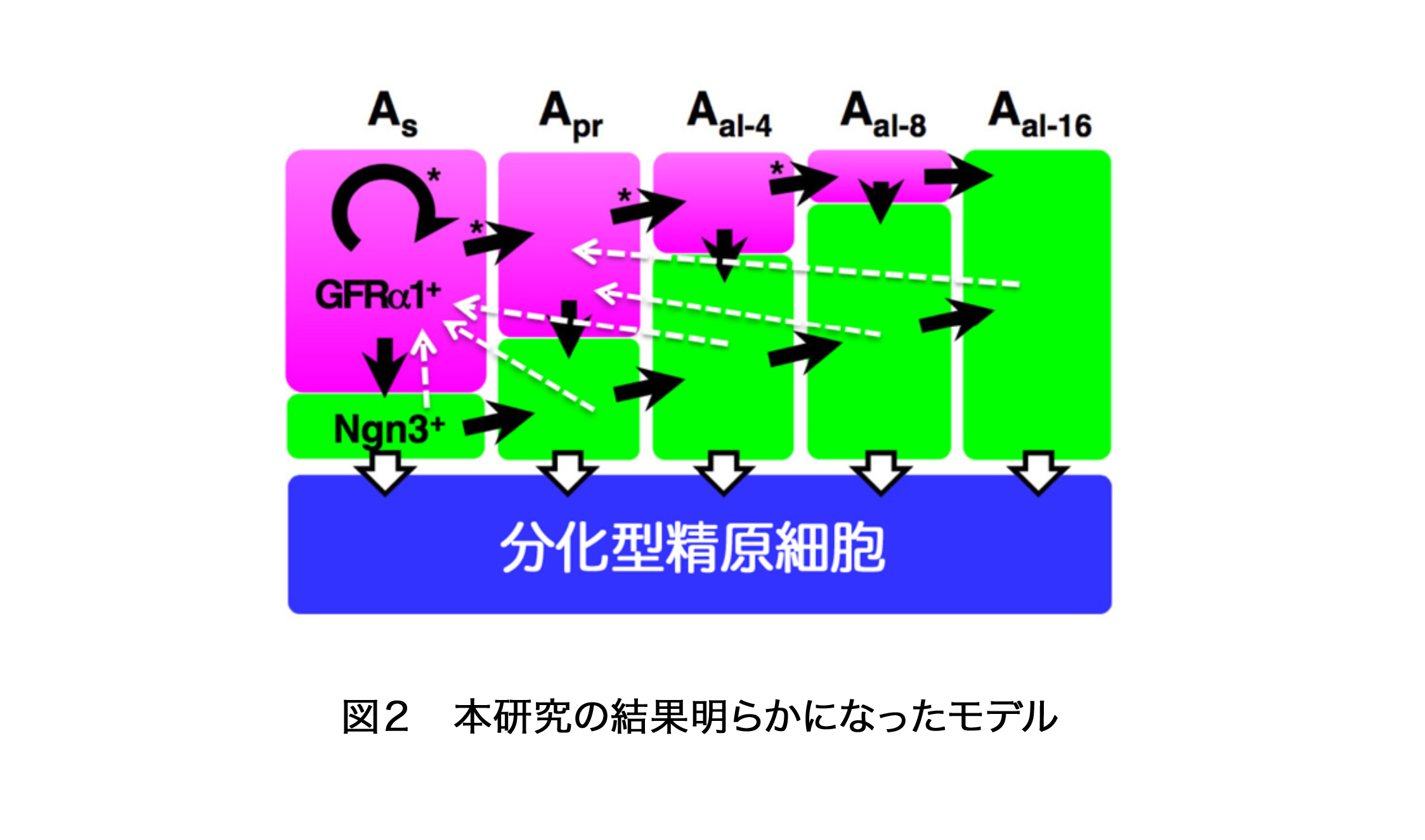 News Release 吉田 Science