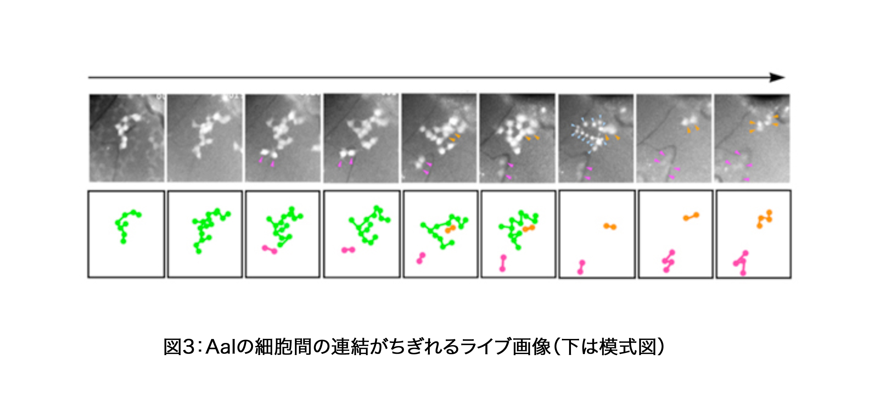 News Release 吉田 Science