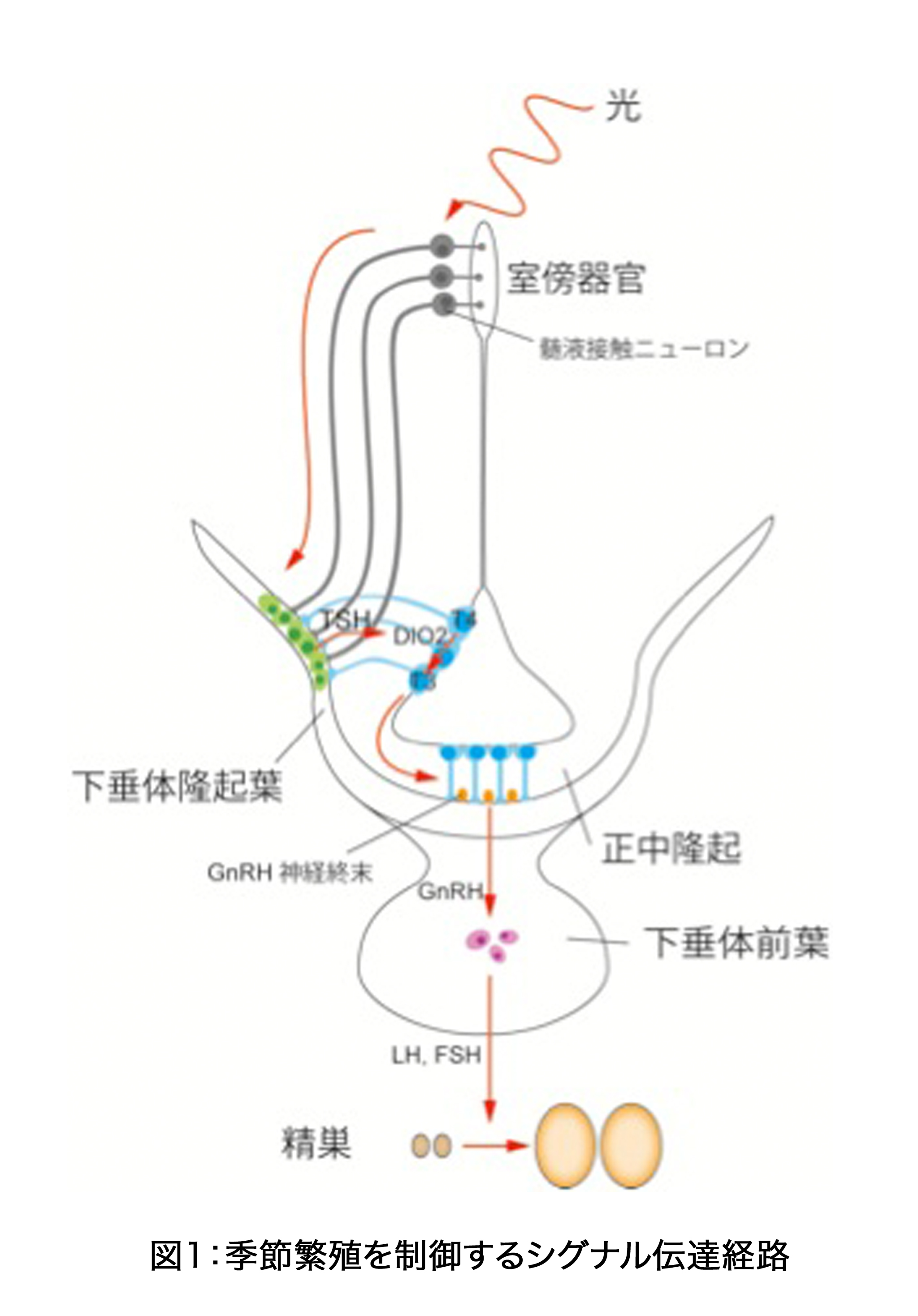 News Release 吉村 1