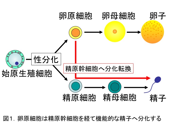 News Release 吉崎 1