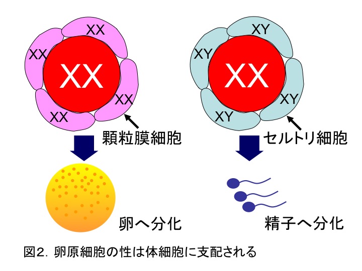 News Release 吉崎 2