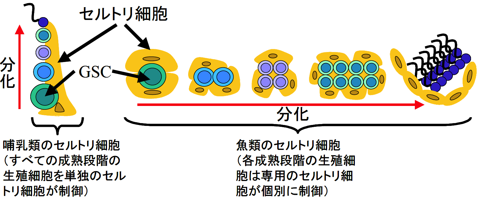 研究概要 小林悟