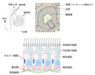 マウス精巣の構築