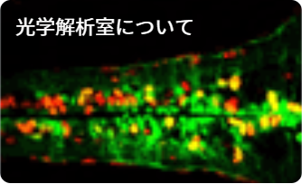 顕微鏡撮影画像例