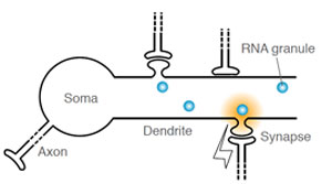 A model for local translation in neuronal dendrites