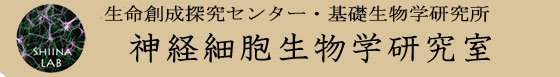 基礎生物学研究所・神経細胞生物学研究室