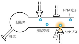 神経細胞の局所的タンパク質合成の模式図