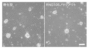 マウス神経培養細胞