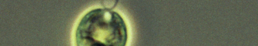 クラミドモナス