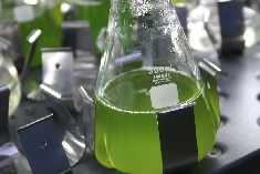 クラミドモナス液体培養