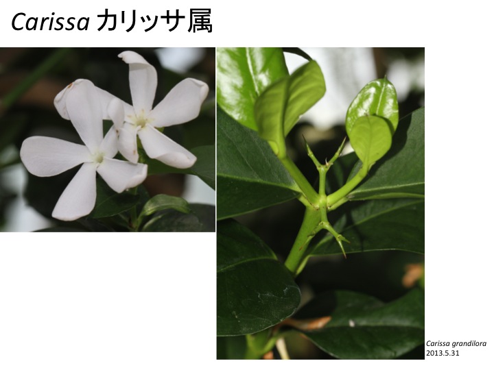 植物発生進化学：読む植物図鑑 Plant Development and Evolution | Mitsuyasu Hasebe Lecture  Notes | ページ 8