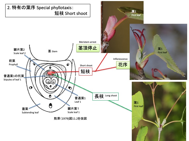 Cercidiphyllum japonicum カツラ 