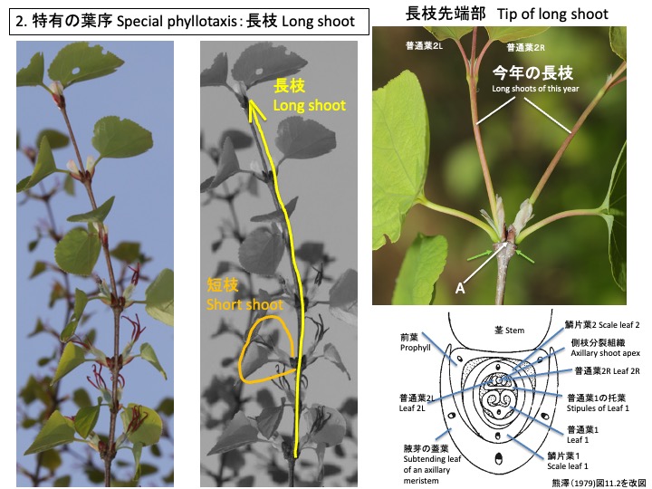 Cercidiphyllum japonicum カツラ 