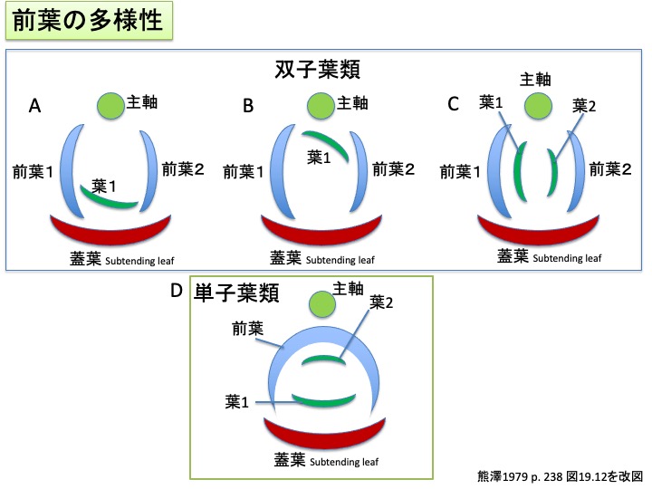 prophyll 前葉