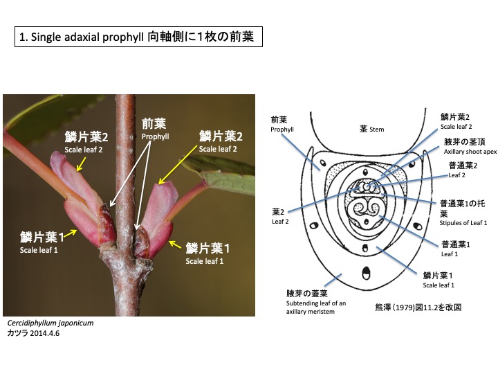 Cercidiphyllum カツラ 