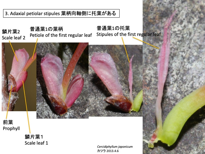 Cercidiphyllum japonicum カツラ 