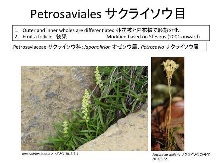 Petrosaviaceae サクライソウ科 Japonolirion オゼソウ属 Petrosavia サクライソウ属