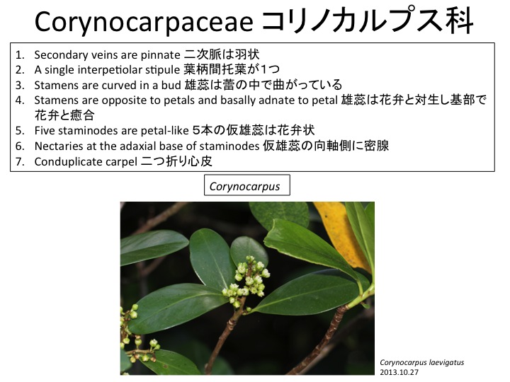 Corynocarpus laevigatus, Corynocarpaceae
