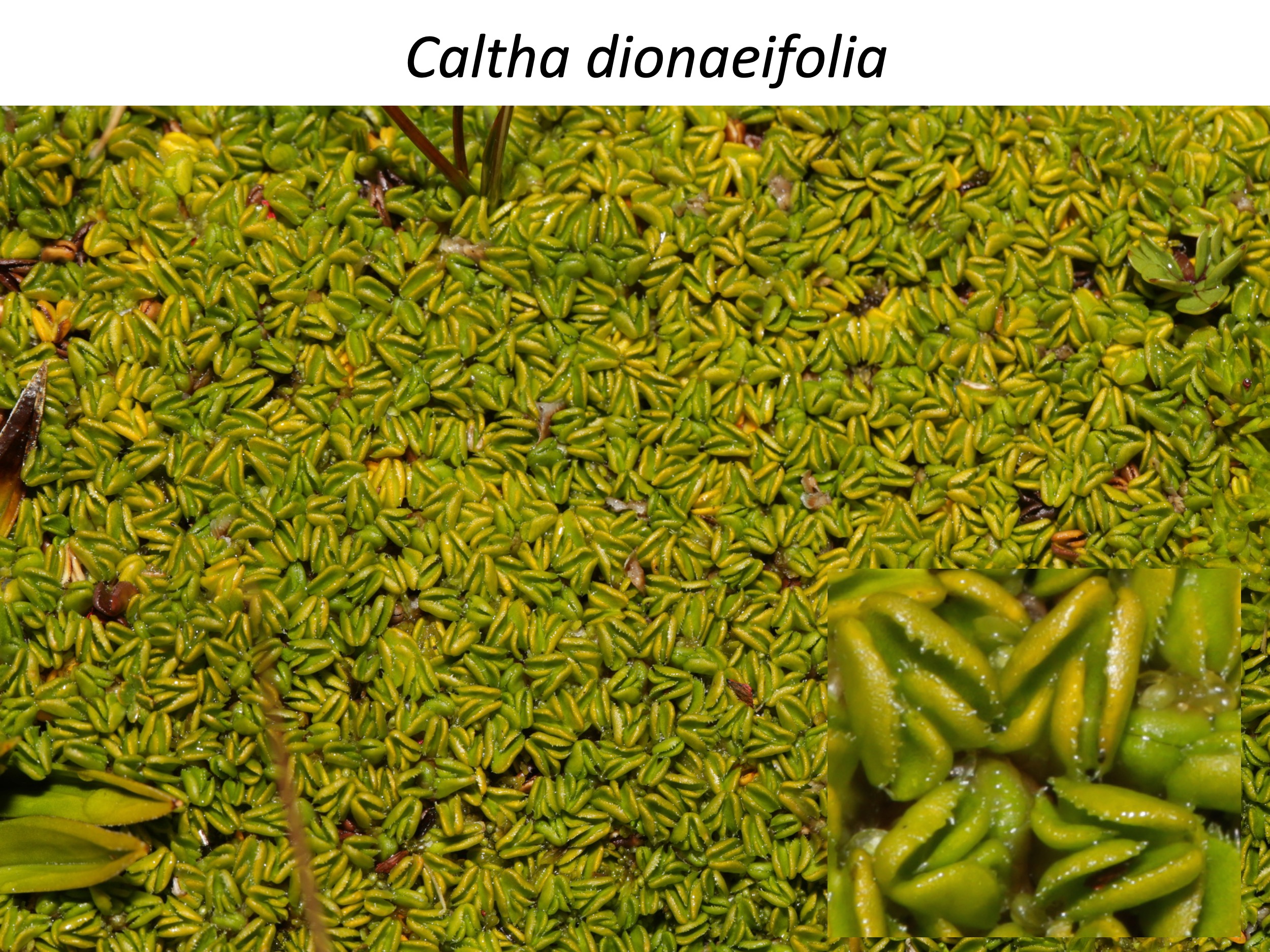 Caltha dionaeifolia