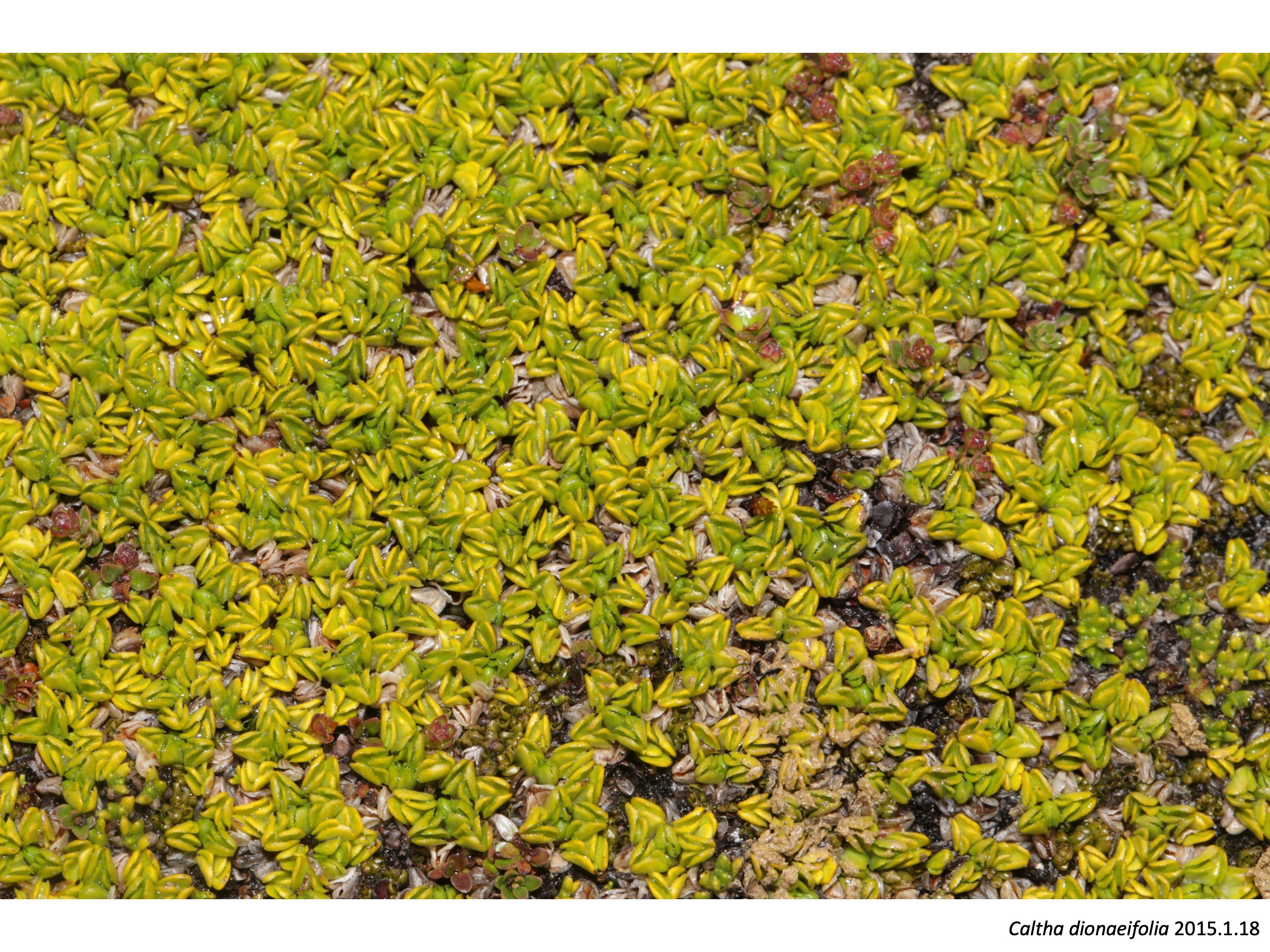 Caltha dionaeifolia