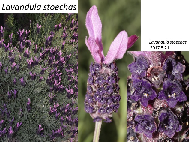 Lavandula stoechas