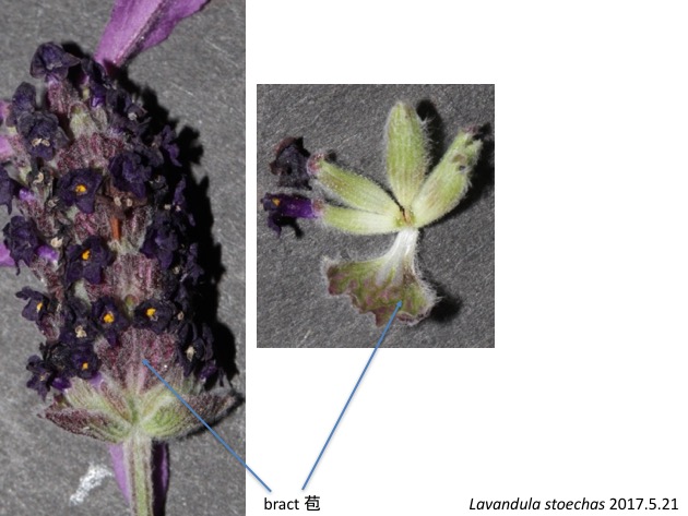 Lavandula stoechas