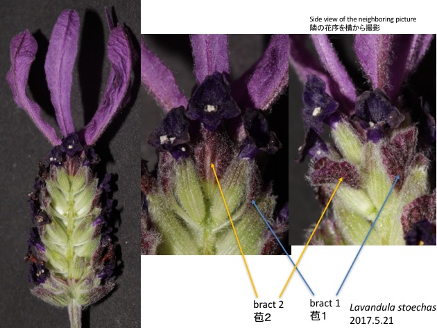 Lavandula stoechas