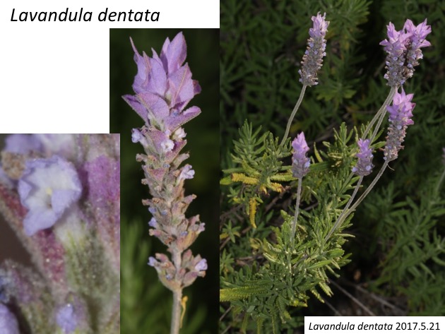 Lavandula dentata