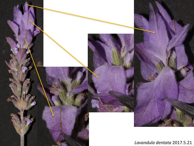 Lavandula dentata