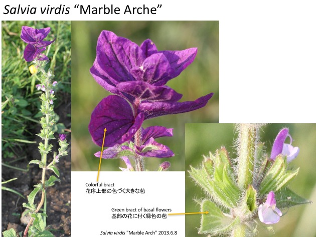 Salvia virdis “Marble Arche”