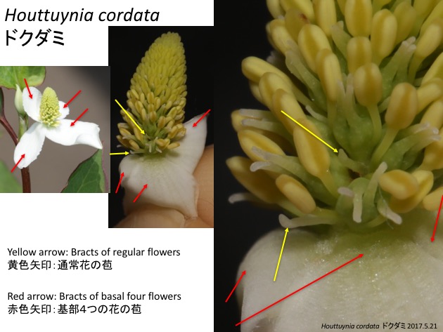 Houttuynia cordata