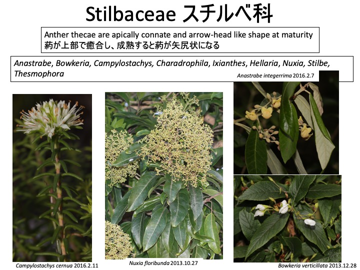 Stilbaceae　スチルベ