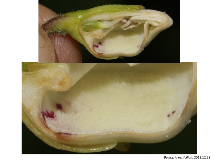 Bowkeria Stilbaceae　ボウケリア　スチルベ